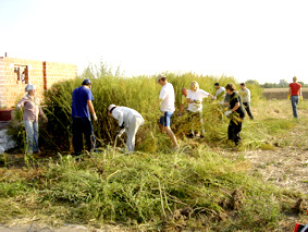 Uništavanje ambrozije